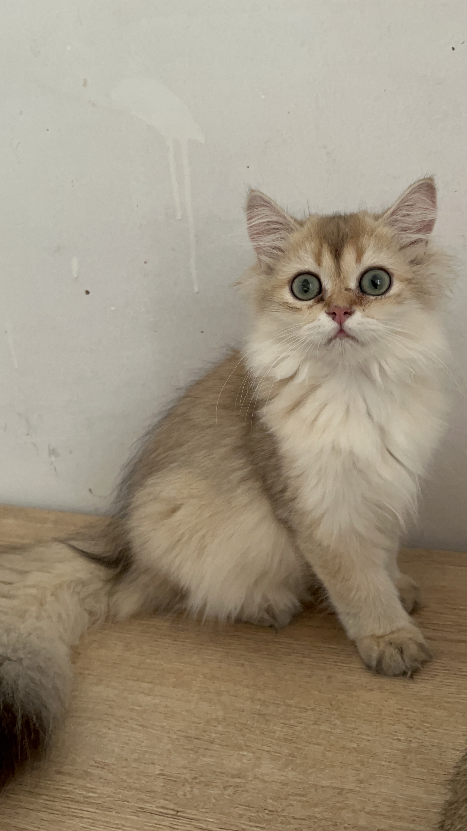 11色长毛金渐层